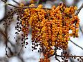 Bronze Shower Tree